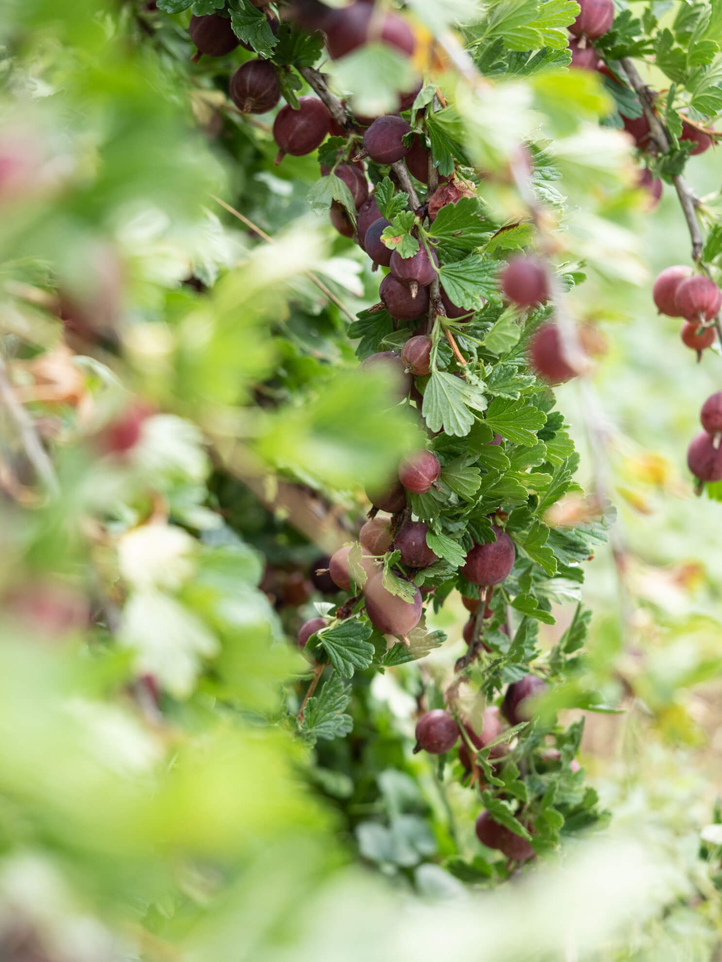 Beerenernte, Ribisel, Stachelbeeren