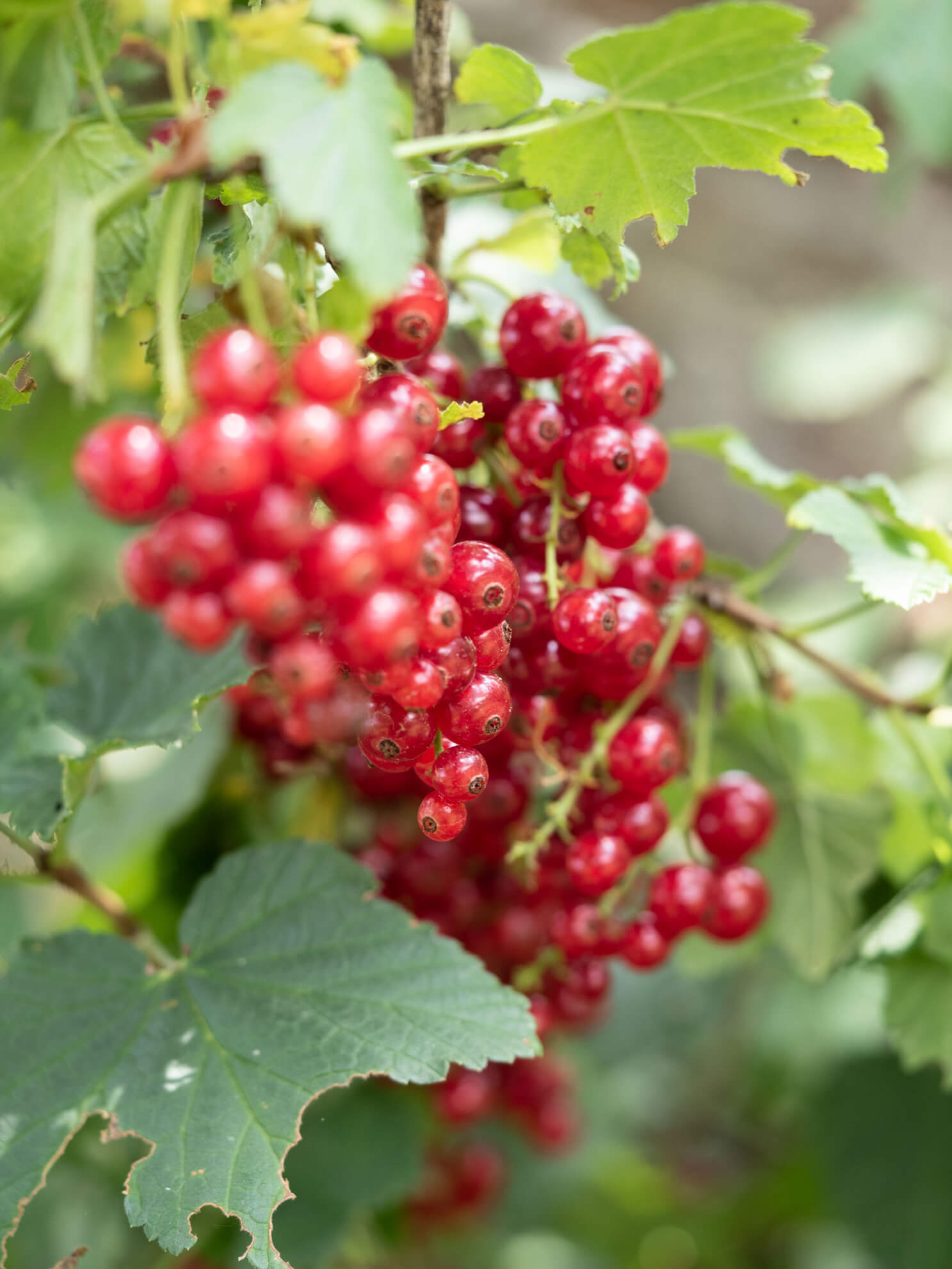 Beerenernte, Ribisel, Stachelbeeren