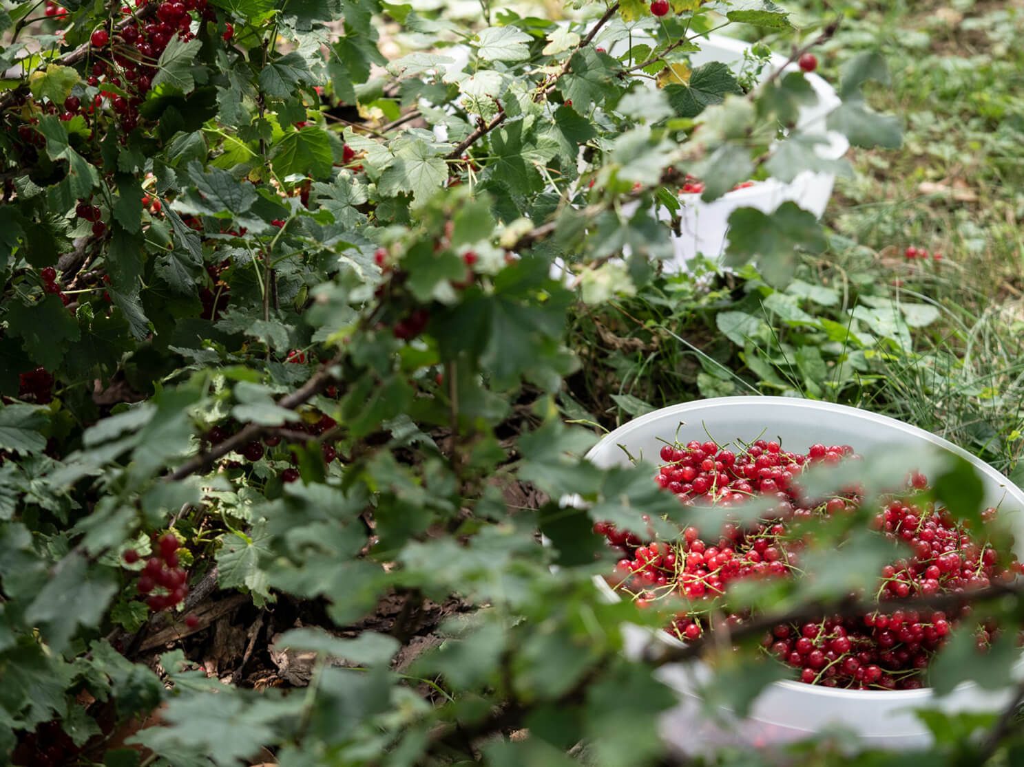 Beerenernte, Ribisel, Stachelbeeren