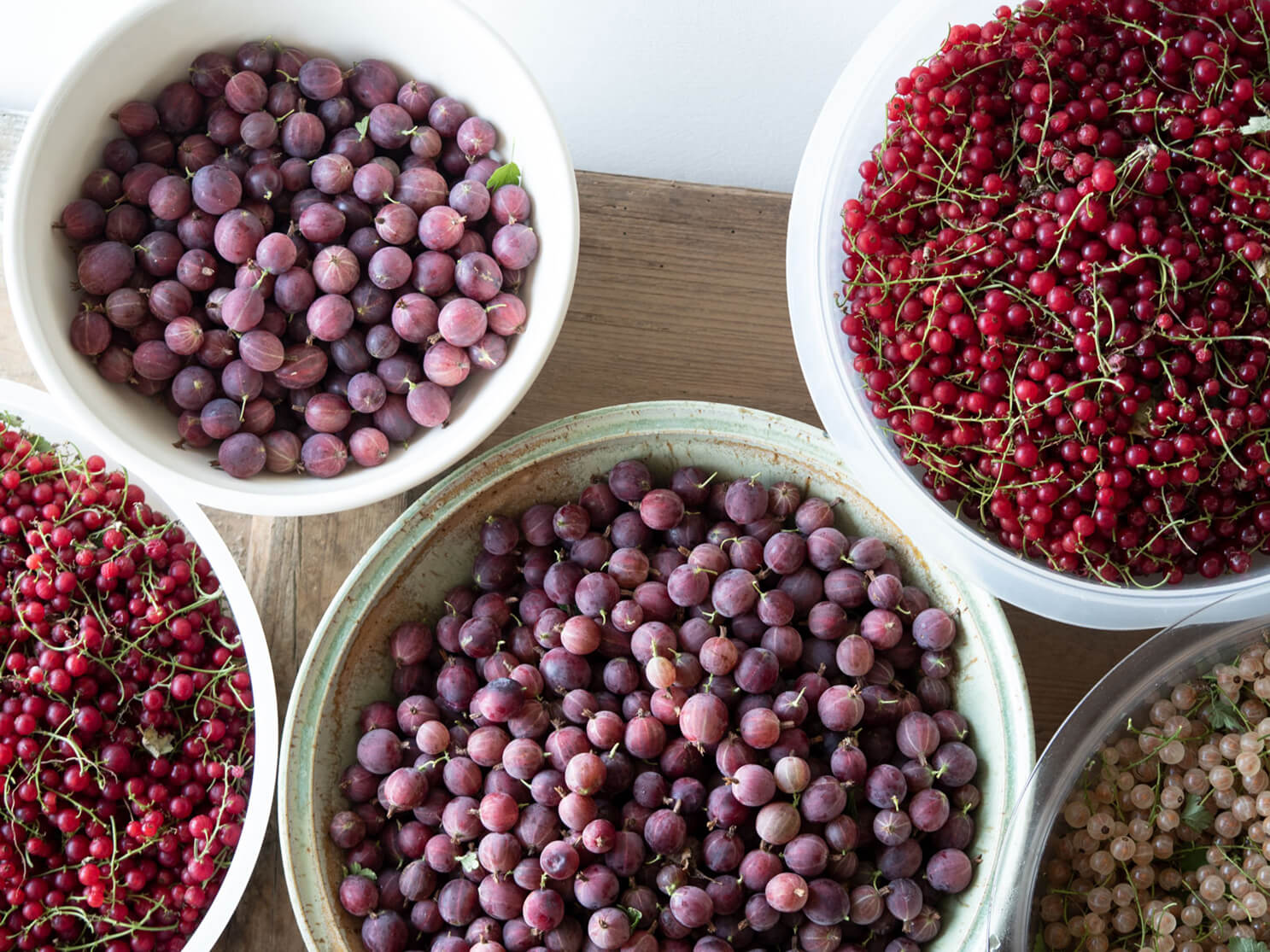 beerenernte, Ribisel, Stachelbeeren