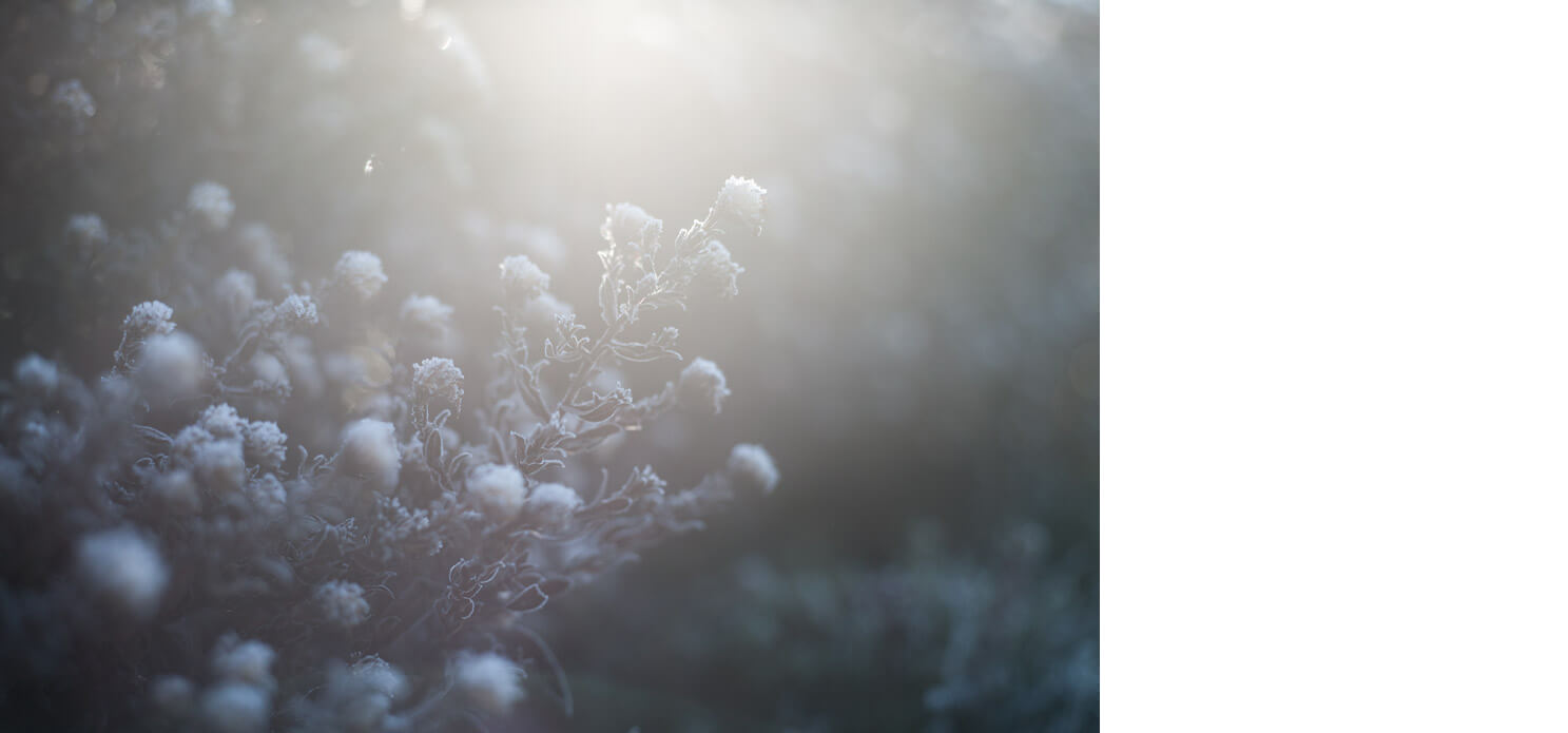 Naturfotografie, frost, kreativ