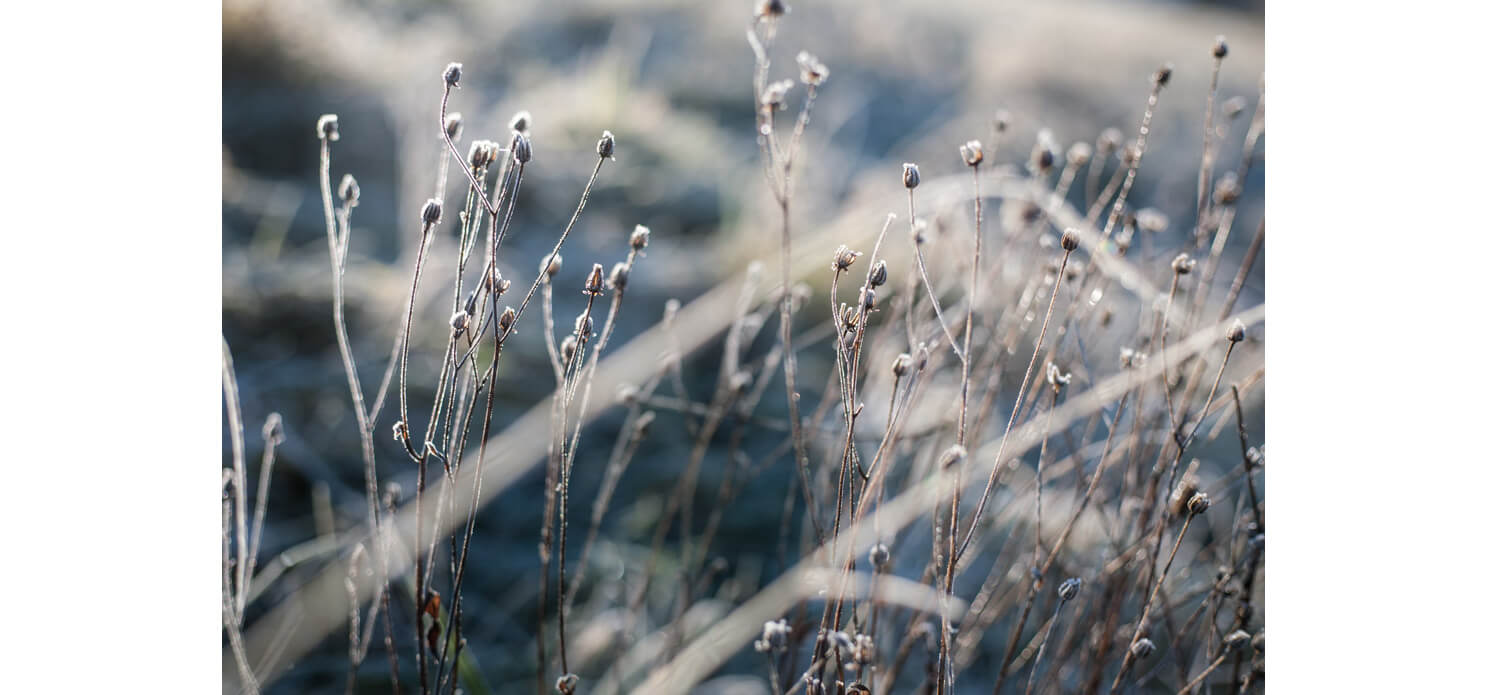 Naturfotografie, frost, kreativ