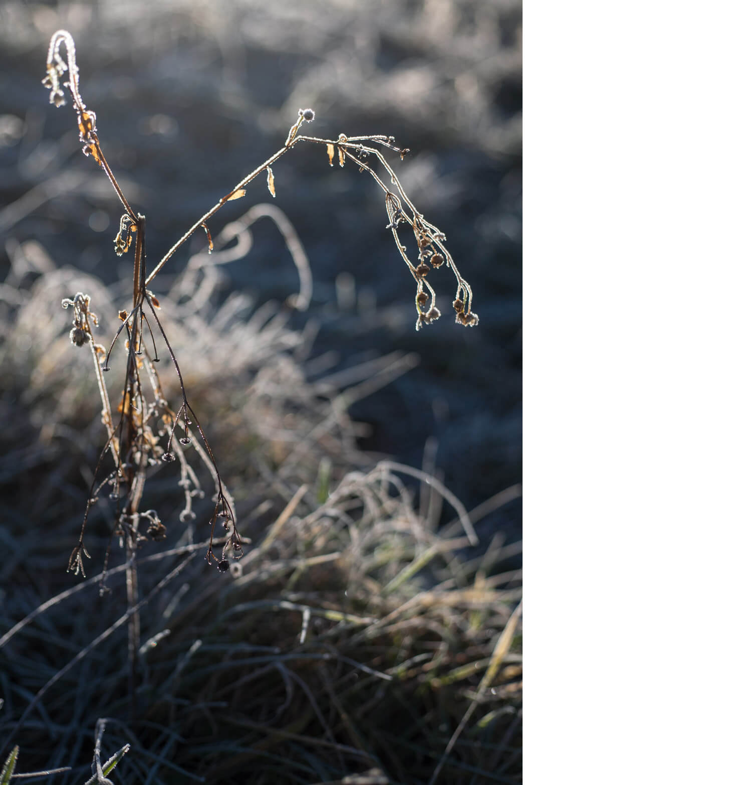 naturfotografie, frost, kreativ