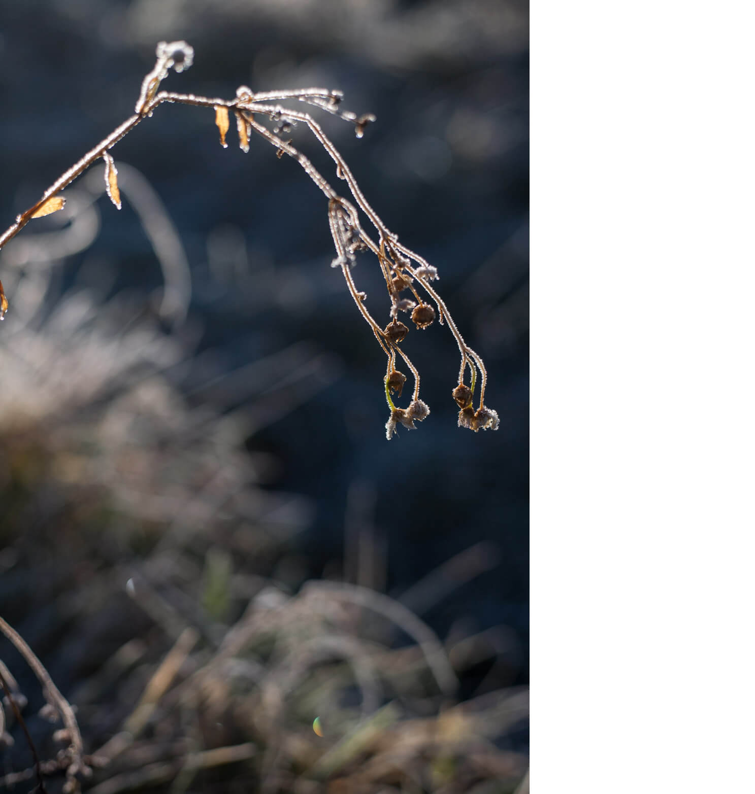 Naturfotografie, frost, kreativ