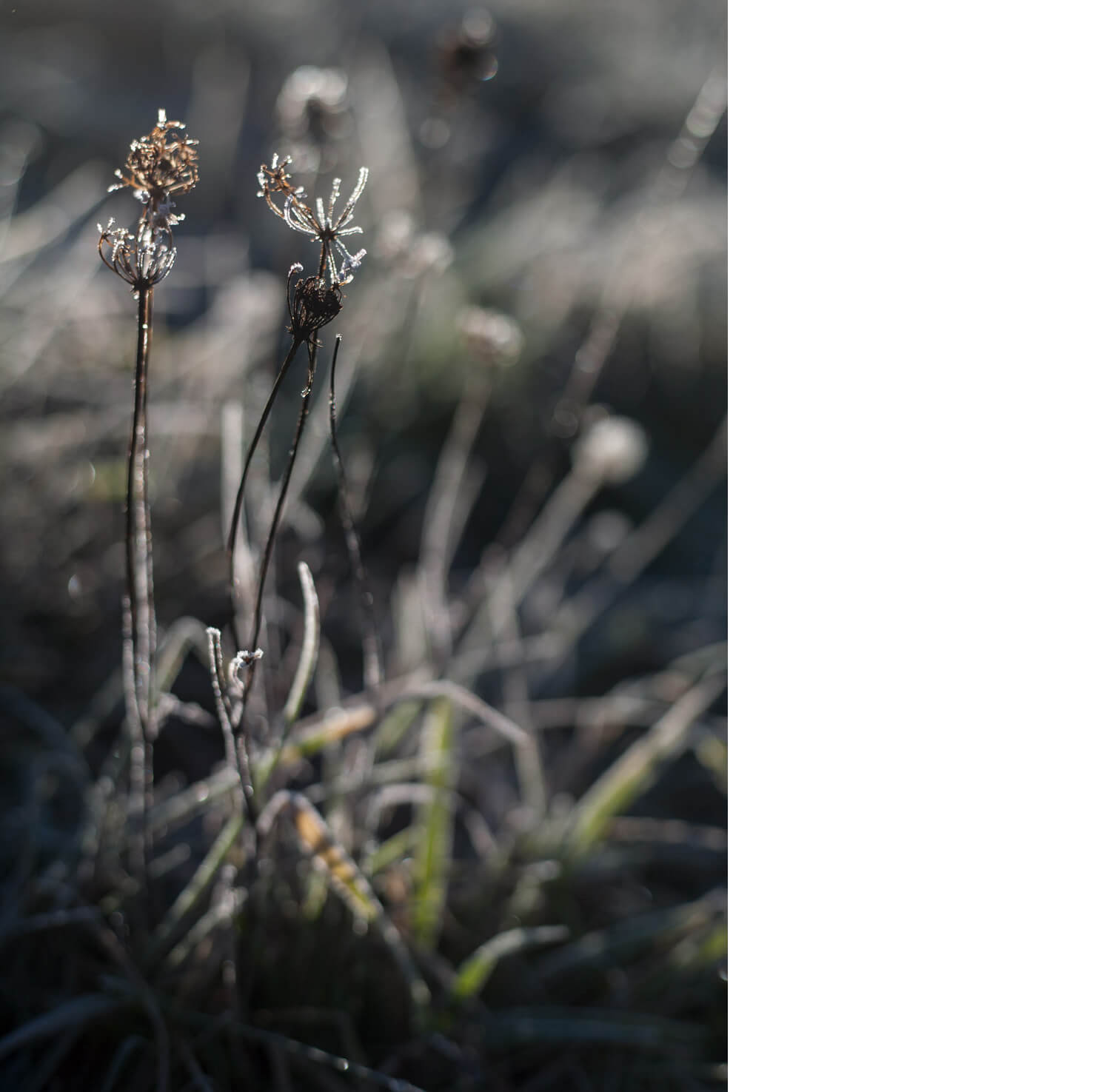 Naturfotografie, frost, kreativ