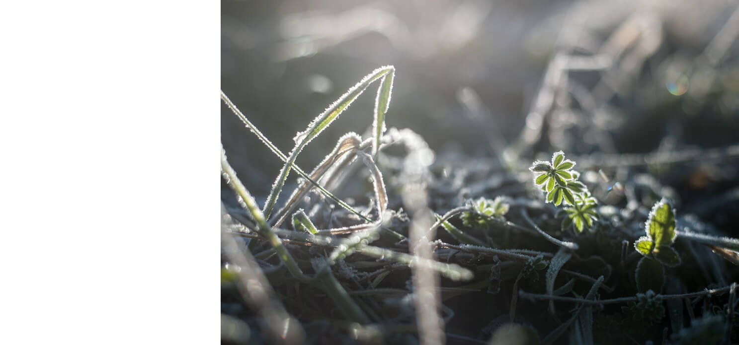 Naturfotografie, frost, kreativ