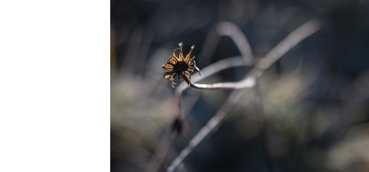 Naturfotografie, frost, kreativ