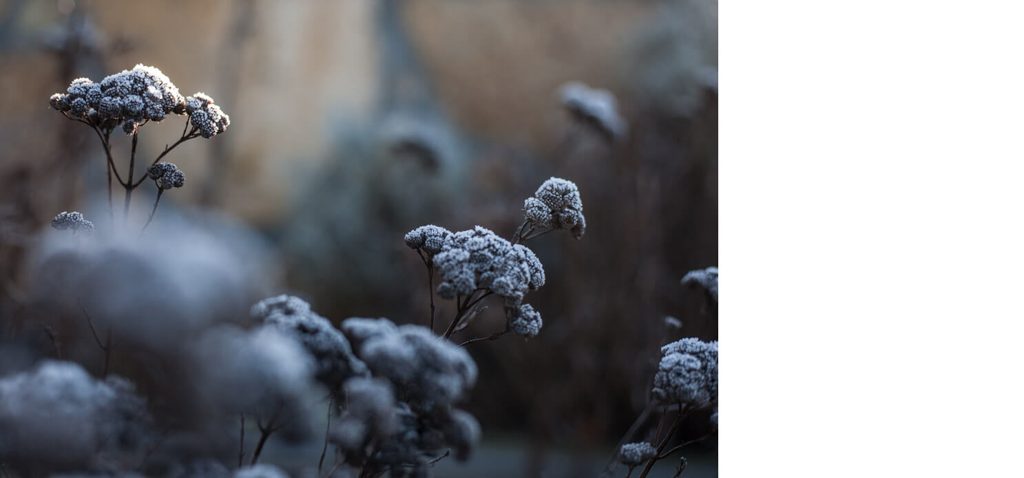 Naturfotografie, frost, kreativ