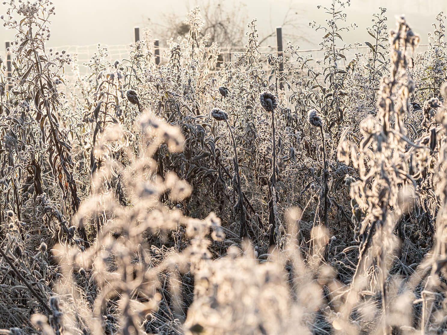 Frost Versteck, Natur, Pflanzen, Naturfotografie