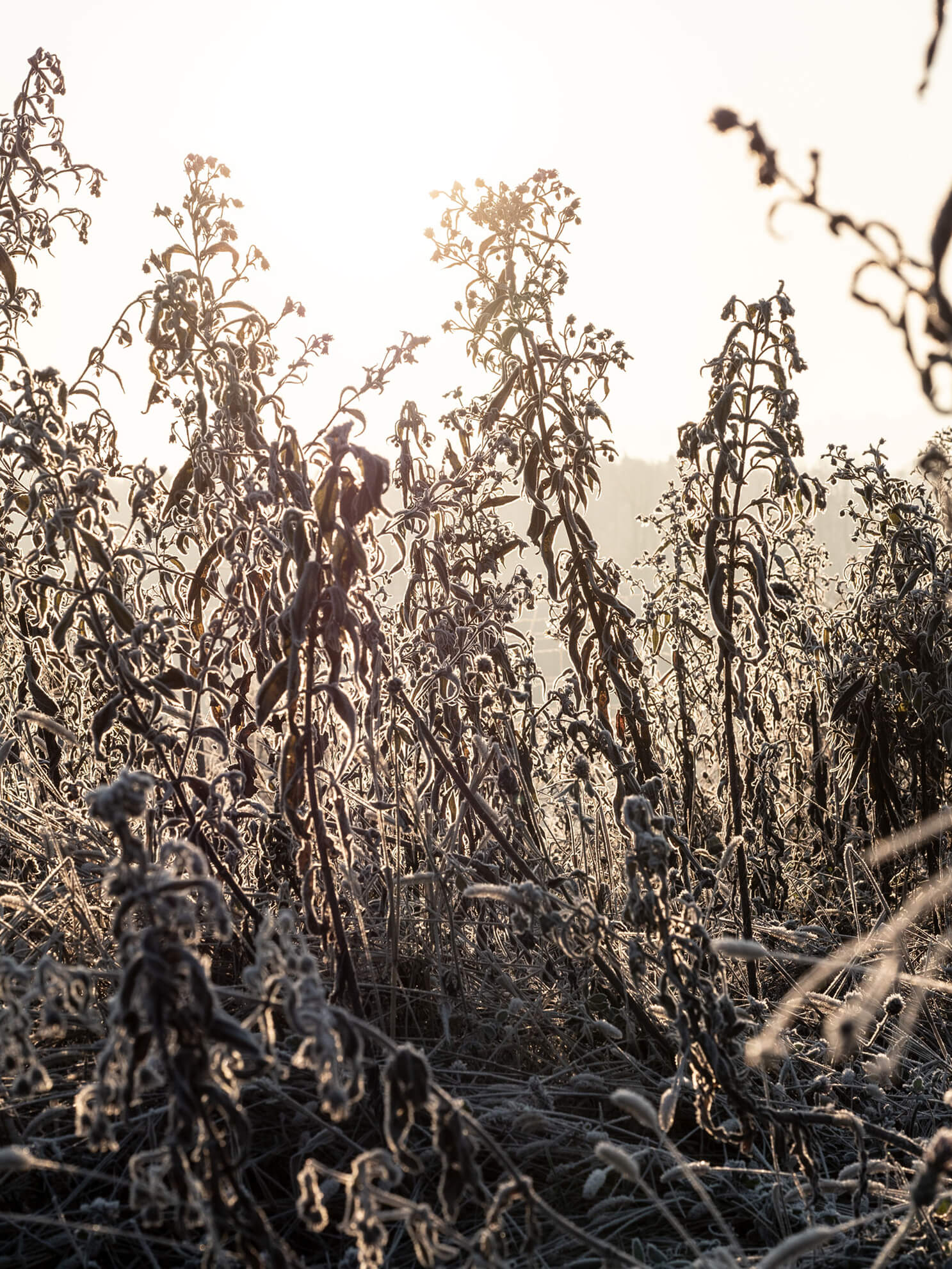 frost Versteck, Natur, Pflanzen, Naturfotografie