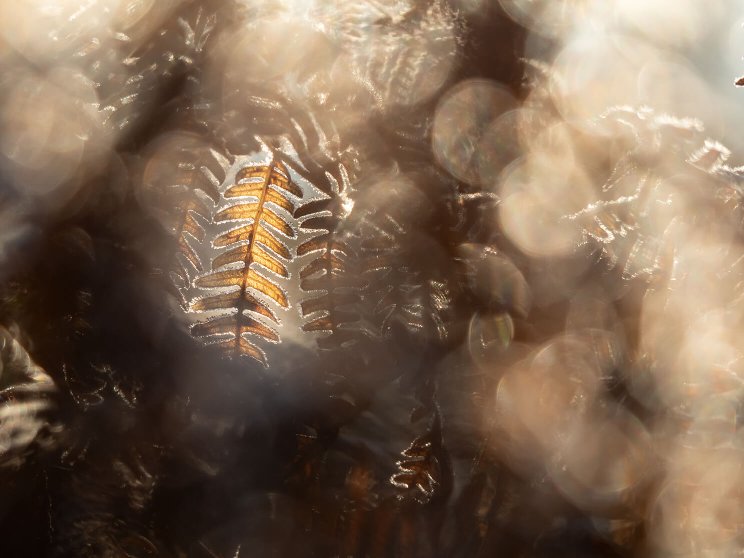 Frost Versteck, Natur, Pflanzen, Naturfotografie