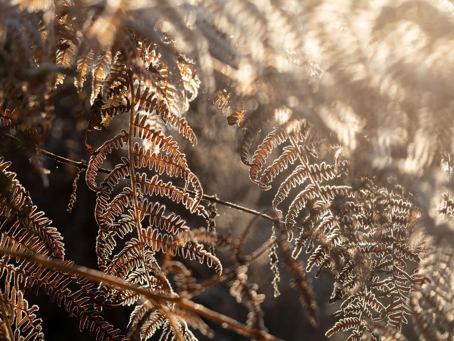 Frost Versteck, Natur, Pflanzen, Naturfotografie