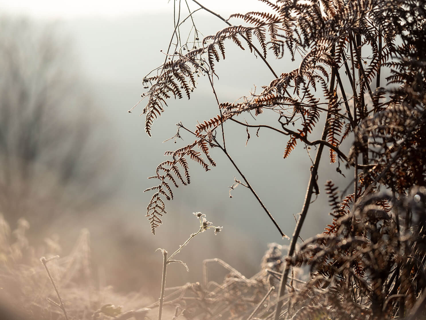 Frost Versteck, Natur, Pflanzen, Naturfotografie
