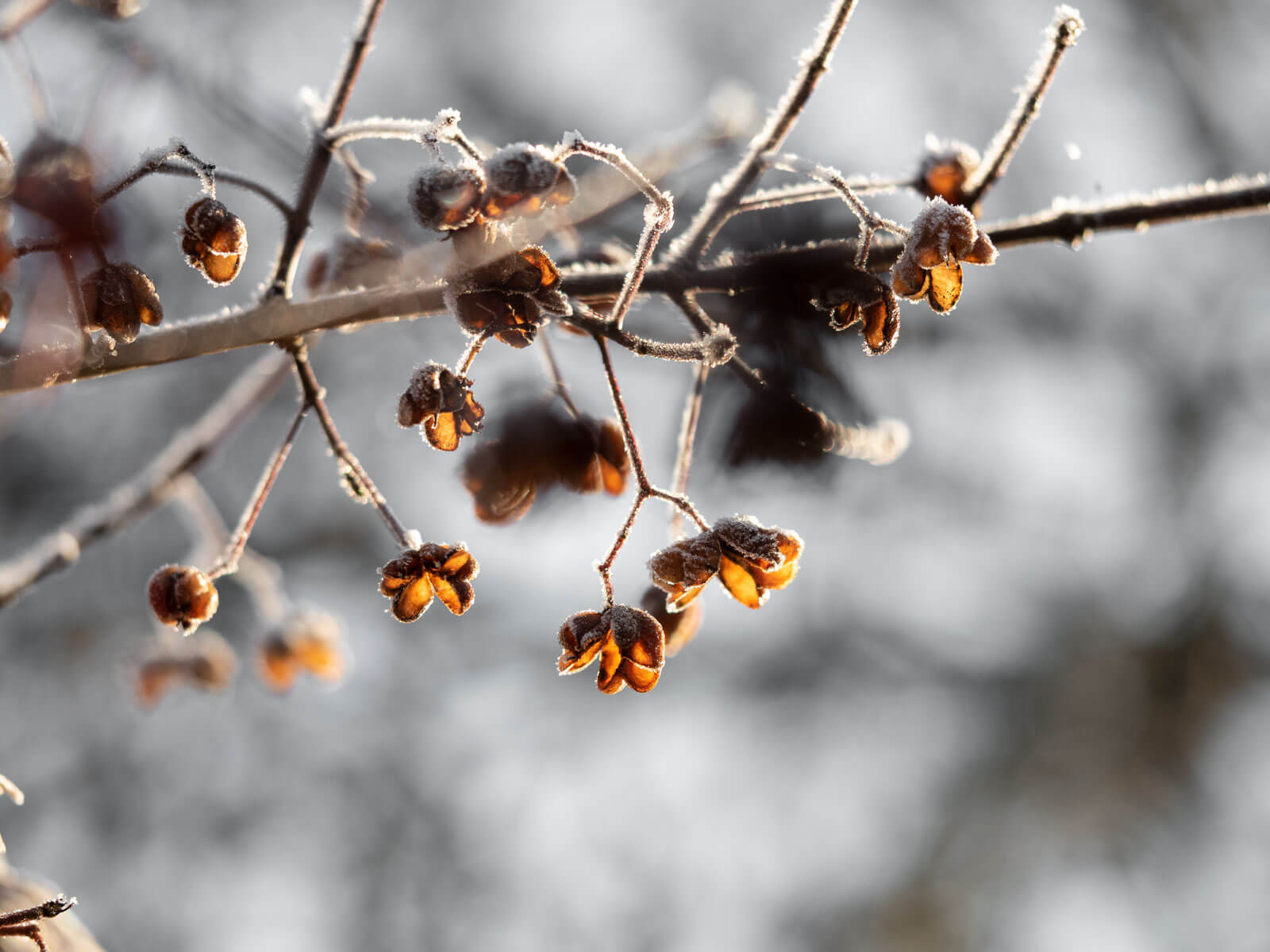 Naturphotography, Naturfotografie, Currykraut, Frost, Morgensonne, Schein, Winter, Kälte