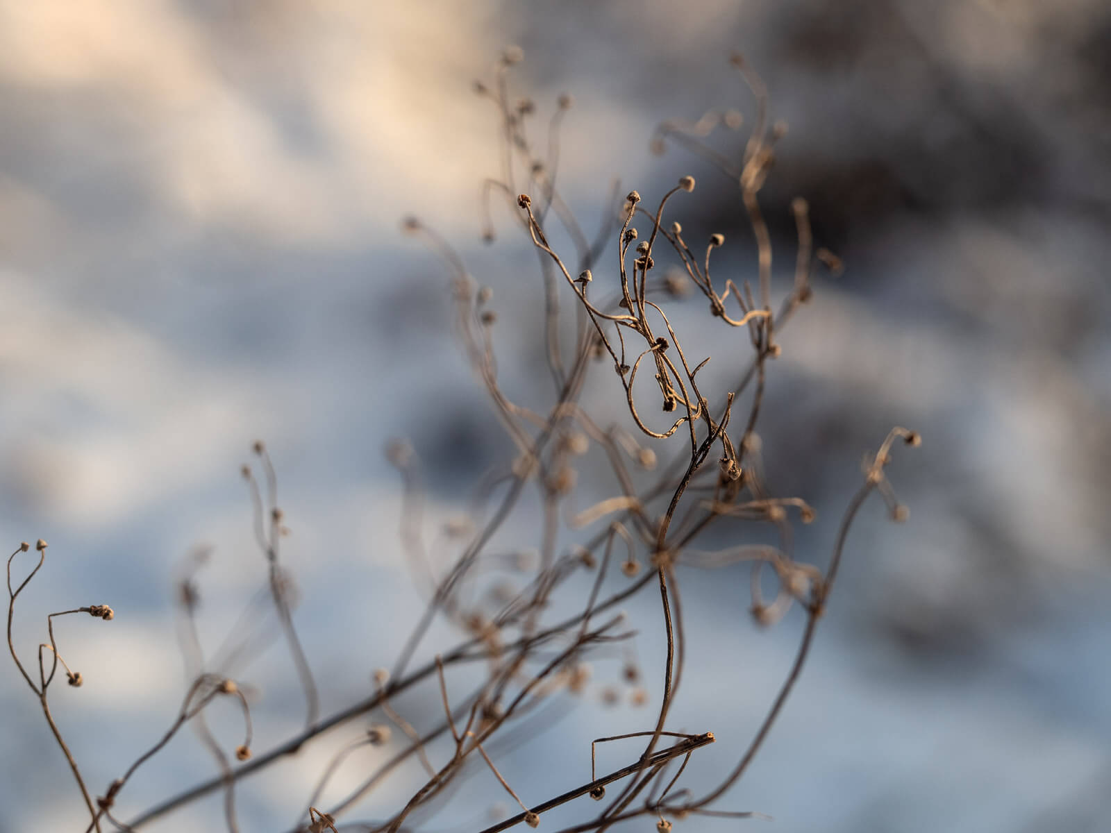 naturphotography, Naturfotografie, Currykraut, Frost, Morgensonne, Schein, Winter, Kälte