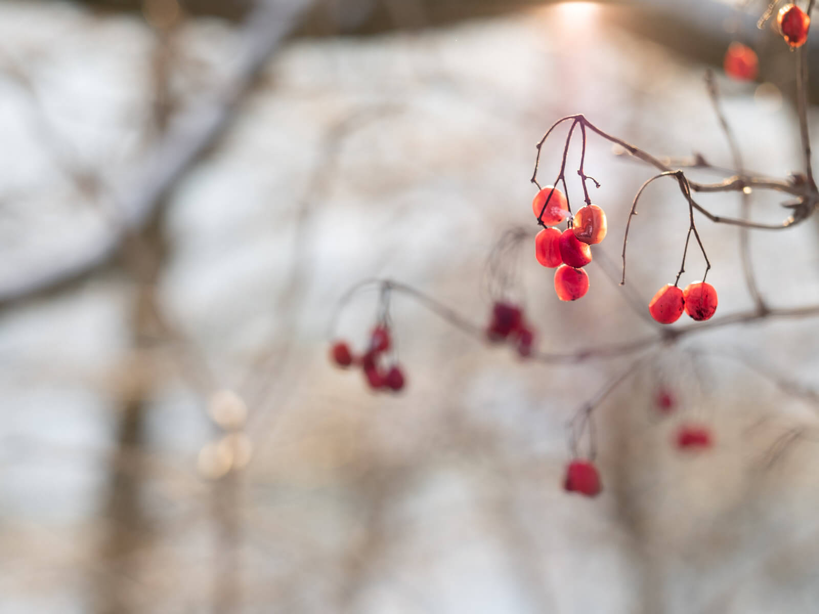 naturphotography, Naturfotografie, Beeren, Frost, Morgensonne, Schein, Winter, Kälte