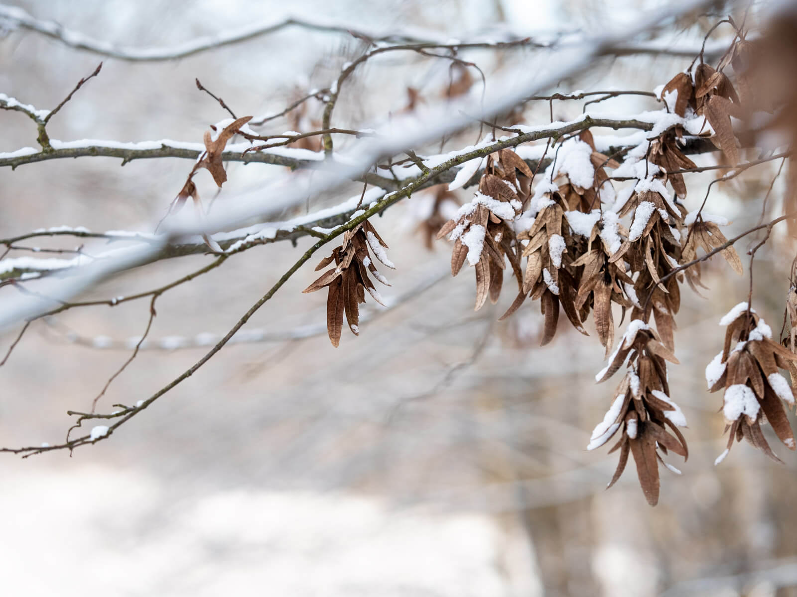 Naturphotography, Naturfotografie, Buche, Frost, Morgensonne, Schein, Winter, Kälte