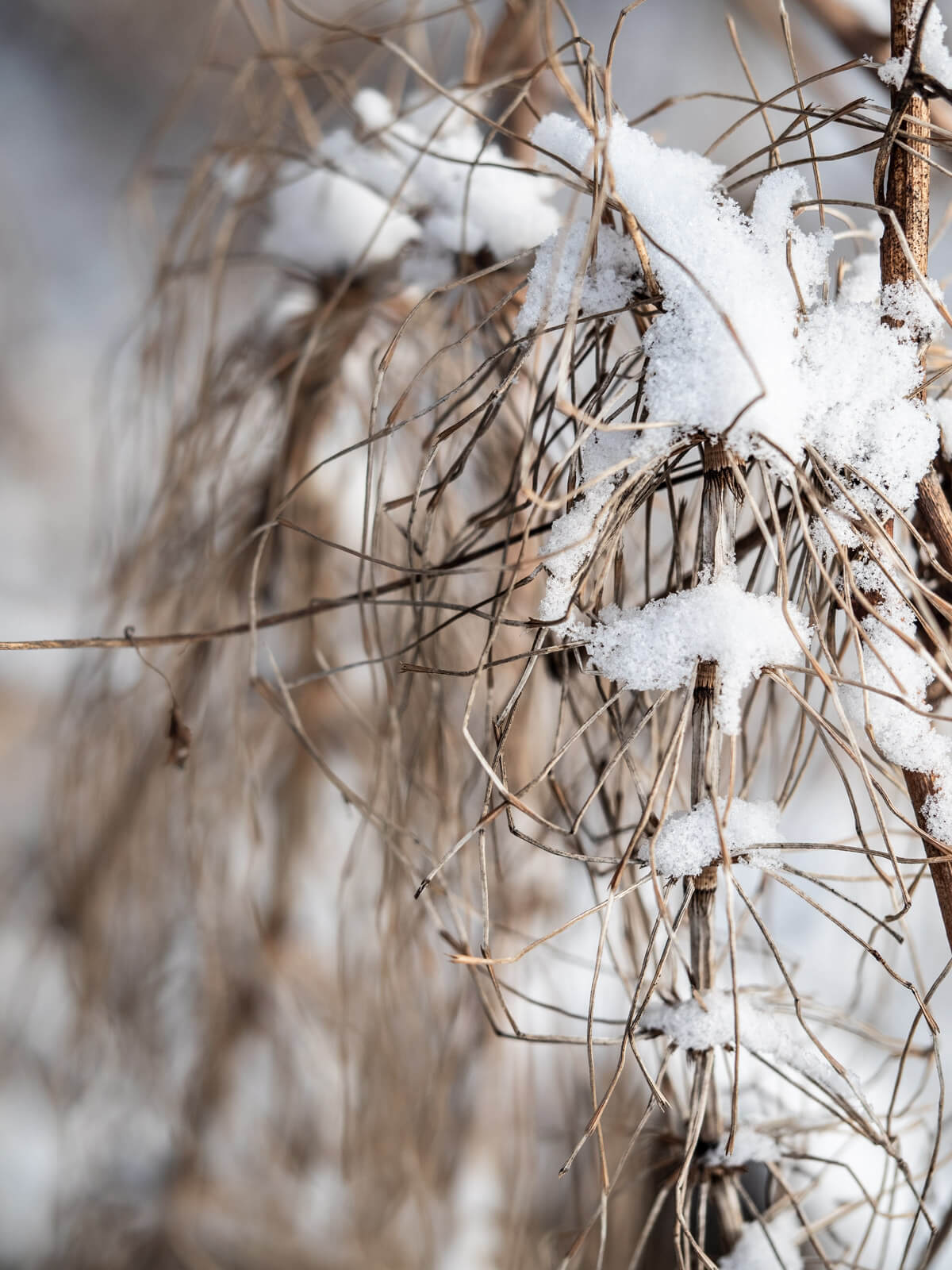 Naturphotography, Naturfotografie, Schachtelhalm, Frost, Morgensonne, Schein, Winter, Kälte