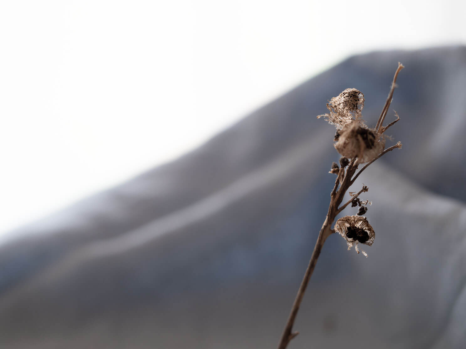 malve, naturelover, naturstudie, Naturfotographie, Vergänglichkeit, Kreislauf der Natur, 