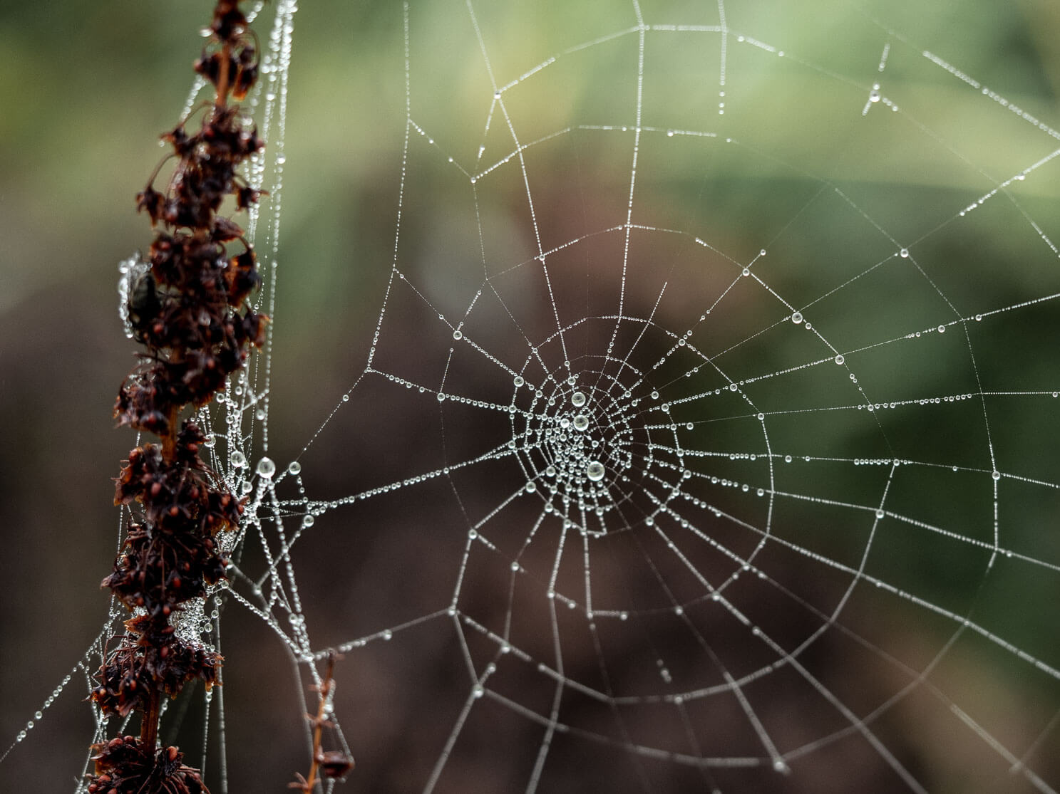 netz-werk, Perlenketten, Spinnennetz, Natur, Detailfotografie, Tautropfen, Nebel, Naturfotografie, Herbst