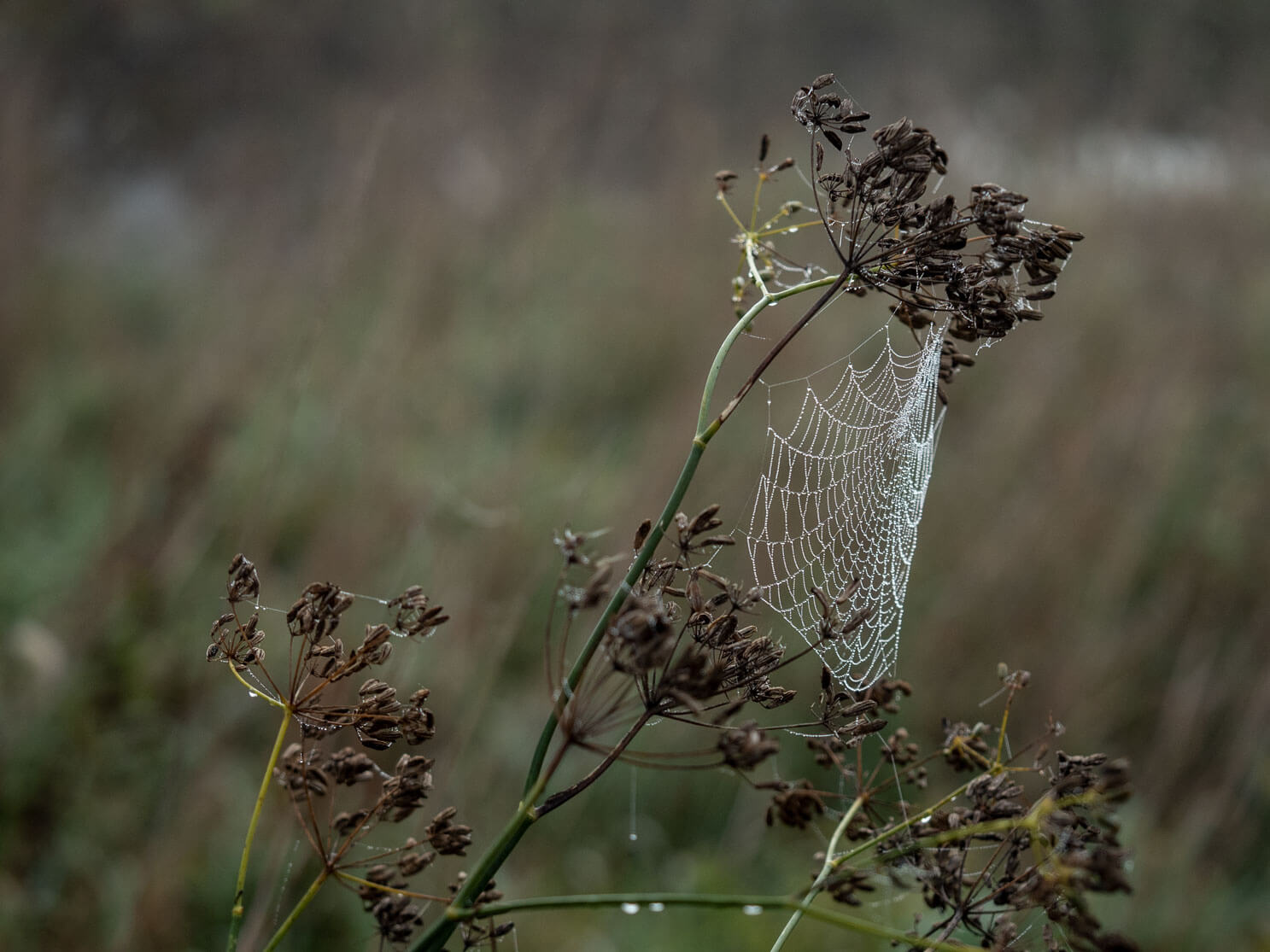 netz-werk, Perlenketten, Spinnennetz, Natur, Detailfotografie, Tautropfen, Nebel, Naturfotografie, Herbst