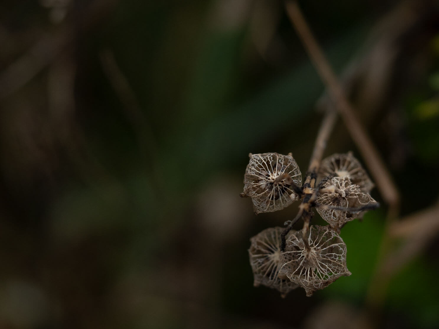 netz-werk, Perlenketten, Spinnennetz, Natur, Detailfotografie, Tautropfen, Nebel, Naturfotografie, Herbst