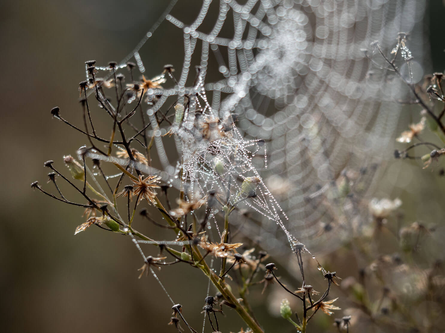 netz-werk, Perlenketten, Spinnennetz, Natur, Detailfotografie, Tautropfen, Nebel, Naturfotografie, Herbst