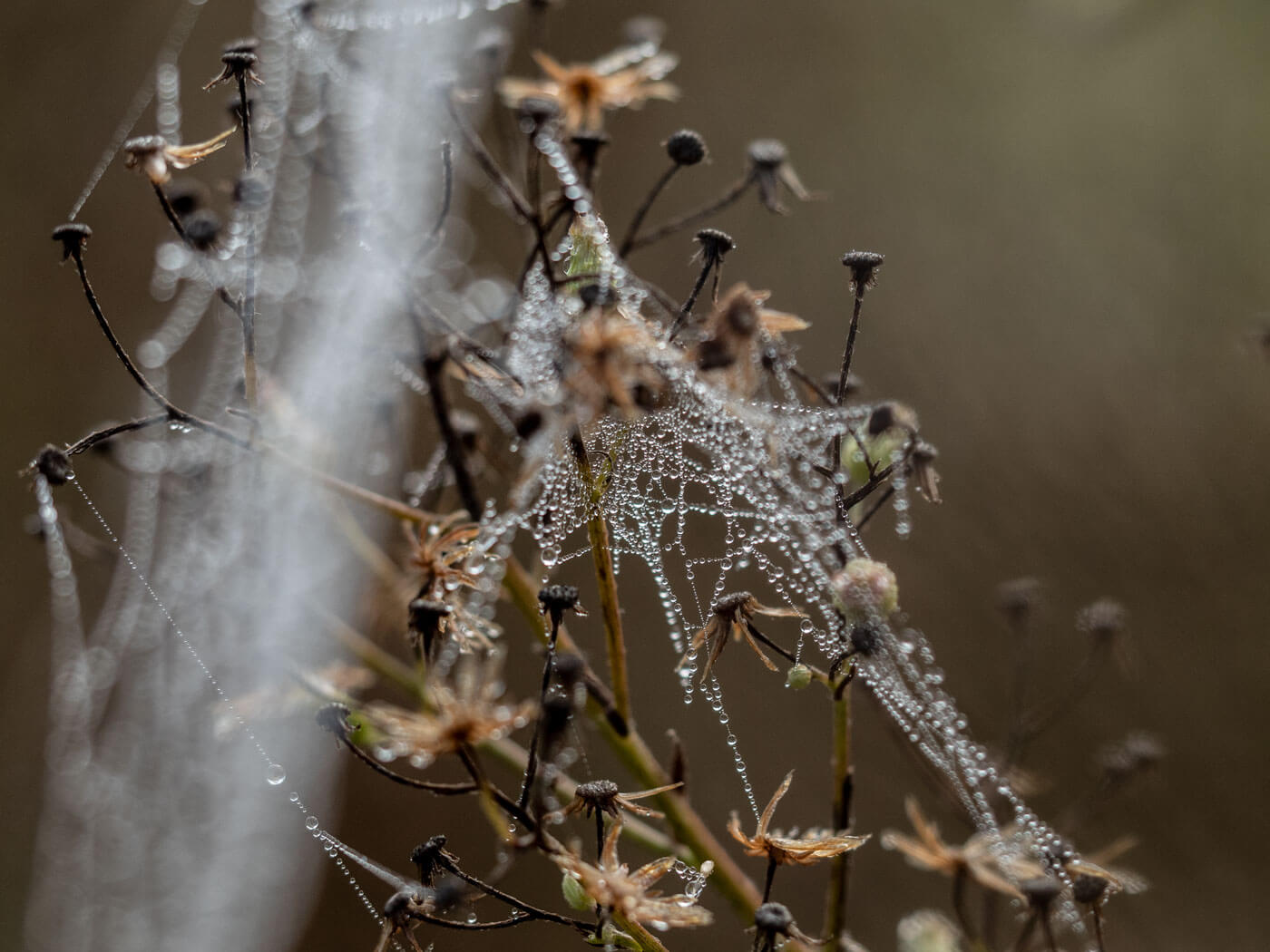 netz-werk, Perlenketten, Spinnennetz, Natur, Detailfotografie, Tautropfen, Nebel, Naturfotografie, Herbst