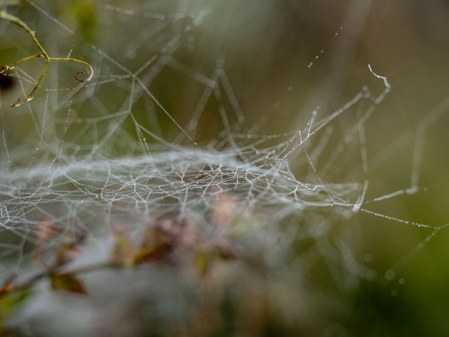 netz-werk, Perlenketten, Spinnennetz, Natur, Detailfotografie, Tautropfen, Nebel, Naturfotografie, Herbst