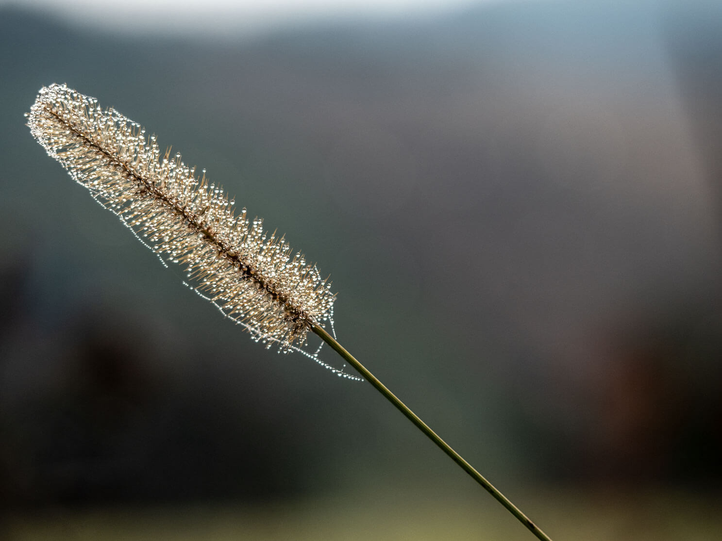 netz-werk, Perlenketten, Spinnennetz, Natur, Detailfotografie, Tautropfen, Nebel, Naturfotografie, Herbst