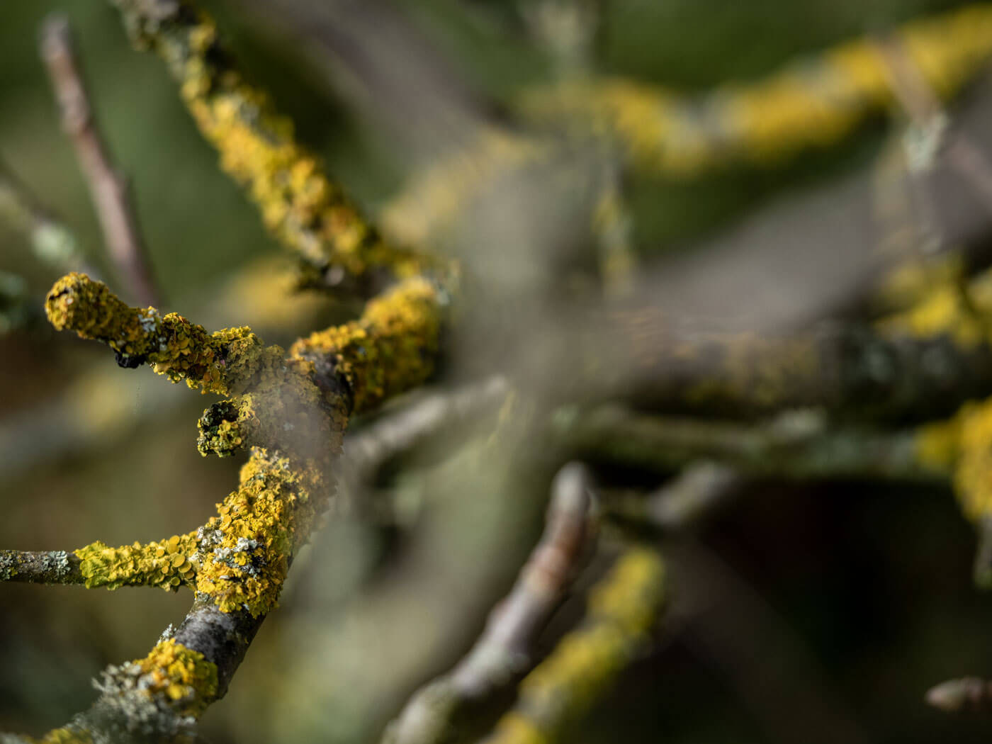 netz-werk, Perlenketten, Spinnennetz, Natur, Detailfotografie, Tautropfen, Nebel, Naturfotografie, Herbst