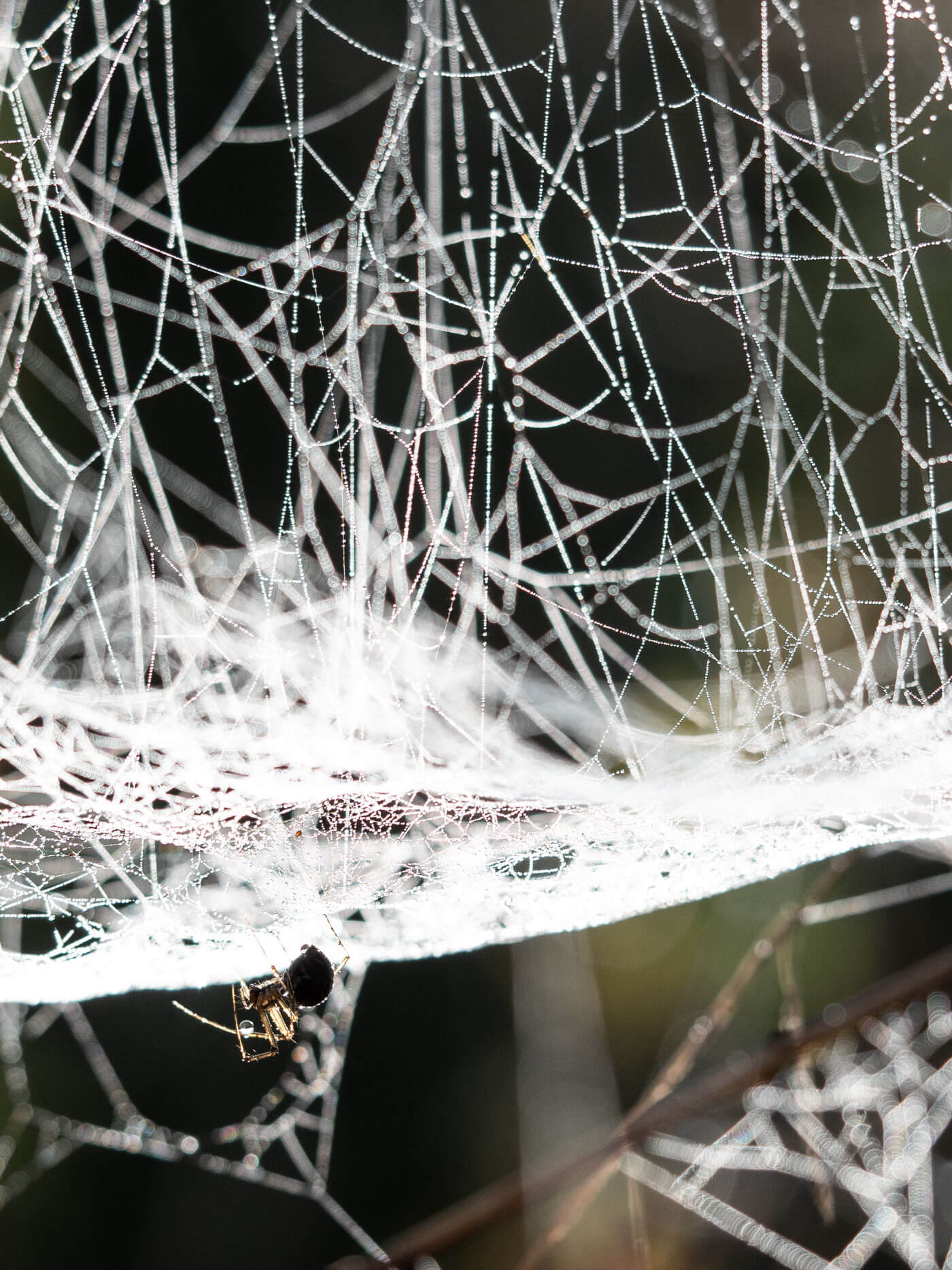 netz-werk, Perlenketten, Spinnennetz, Natur, Detailfotografie, Tautropfen, Nebel, Naturfotografie, Herbst