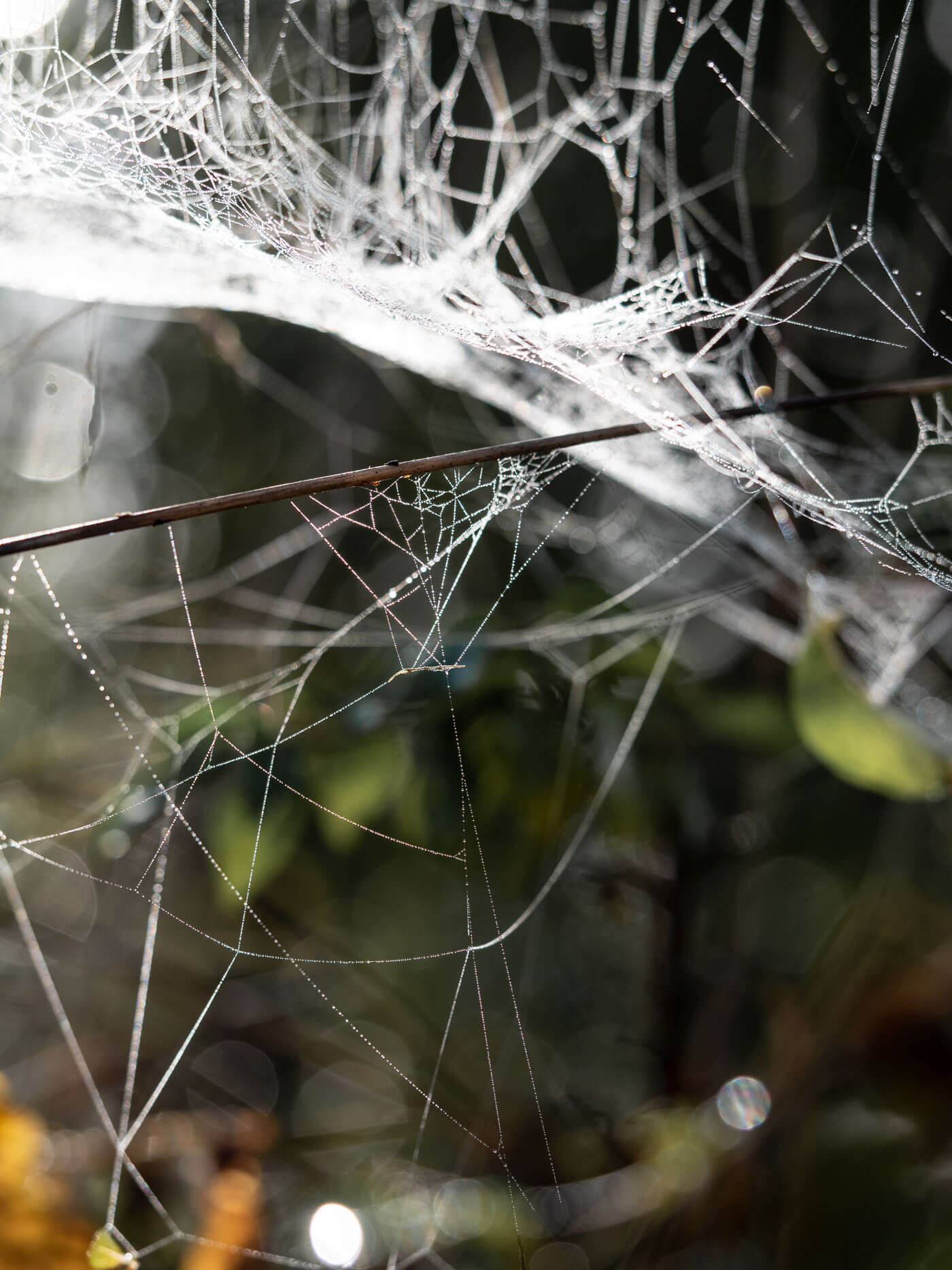 netz-werk, Perlenketten, Spinnennetz, Natur, Detailfotografie, Tautropfen, Nebel, Naturfotografie, Herbst