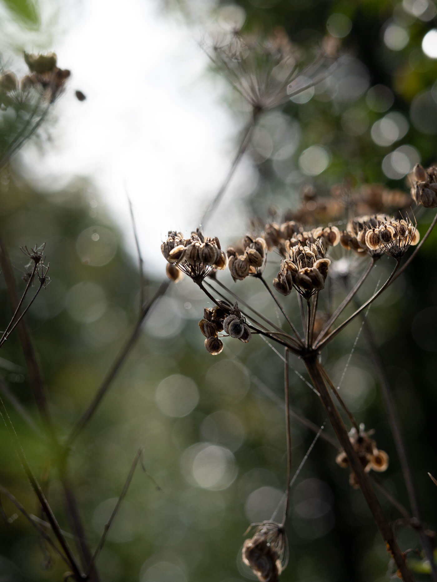 netz-werk, Perlenketten, Spinnennetz, Natur, Detailfotografie, Tautropfen, Nebel, Naturfotografie, Herbst