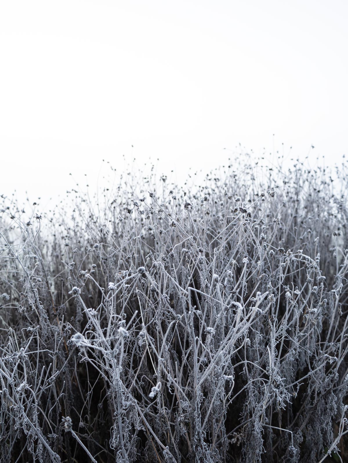 Landschaft Fotografie, Winter, Schnee, Frost, Nebel, steirisches Vulkanland, Kapfenstein, Feldbach, Südoststeiermark, Naturfotografie, 