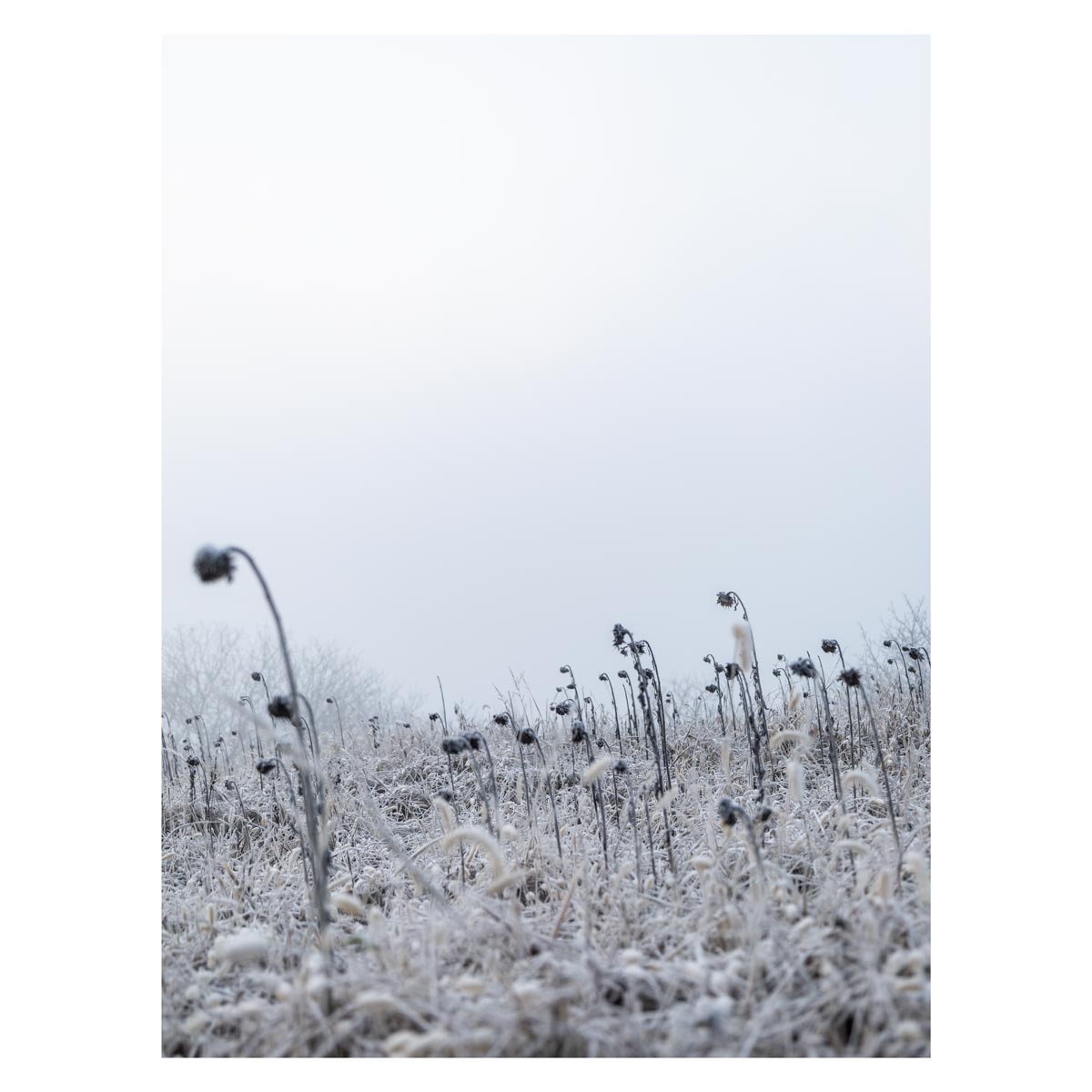 Landschaft Fotografie, Winter, Schnee, Frost, Nebel, steirisches Vulkanland, Kapfenstein, Feldbach, Südoststeiermark, Naturfotografie, 