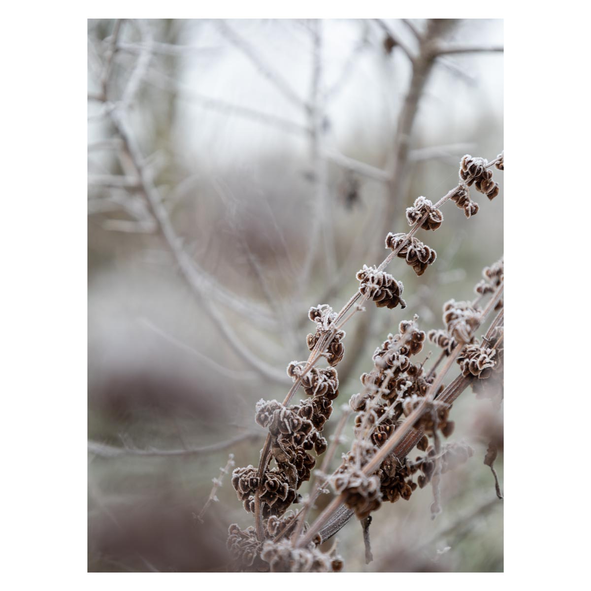 Landschaft Fotografie, Winter, Schnee, Frost, Nebel, steirisches Vulkanland, Kapfenstein, Feldbach, Südoststeiermark, Naturfotografie, 