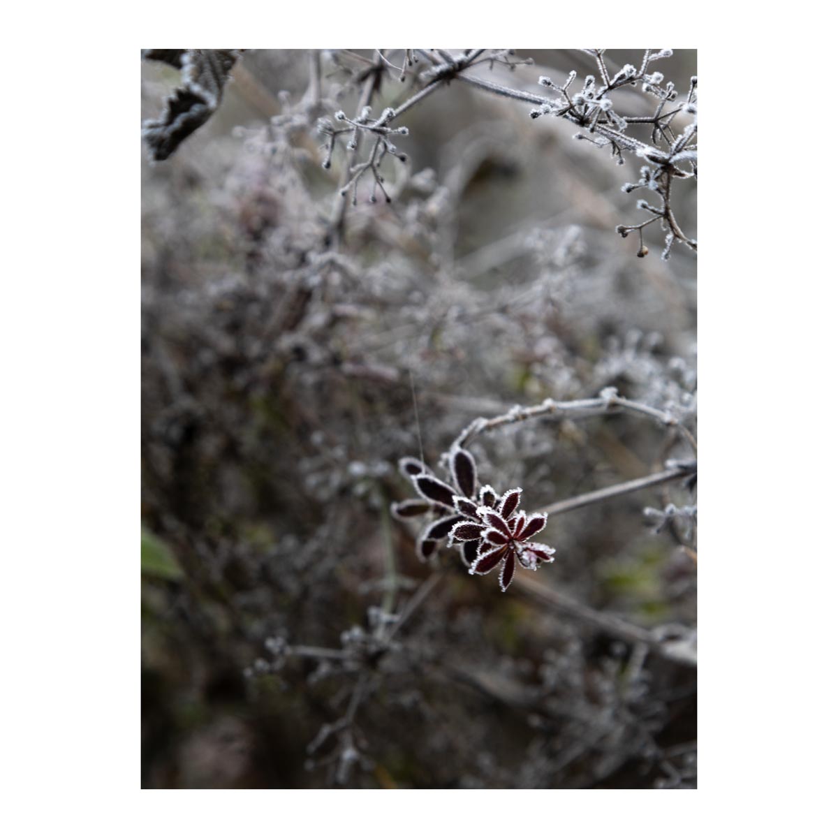 Landschaft Fotografie, Winter, Schnee, Frost, Nebel, steirisches Vulkanland, Kapfenstein, Feldbach, Südoststeiermark, Naturfotografie, 