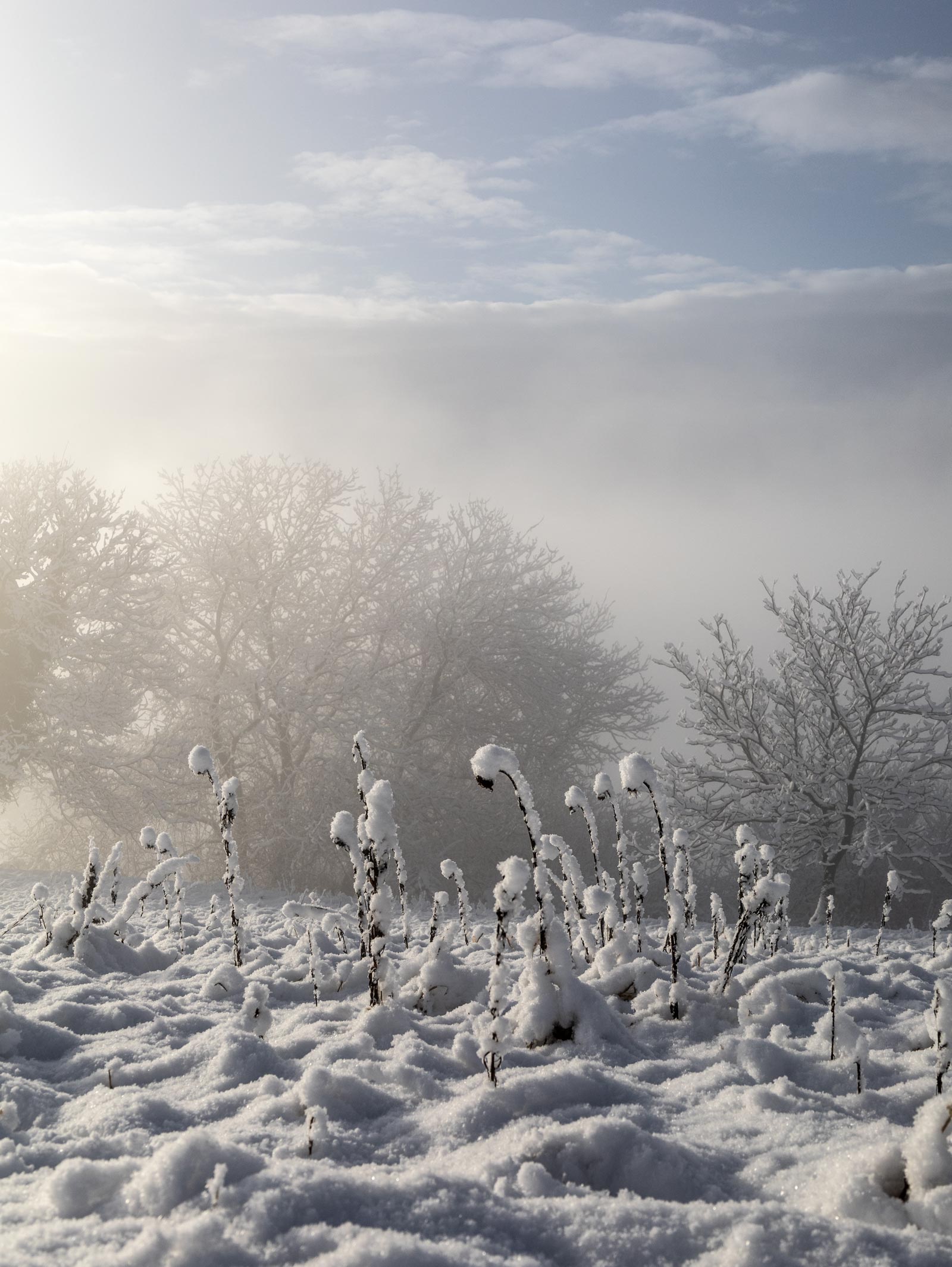 Landschaft Fotografie, Winter, Schnee, Frost, Nebel, steirisches Vulkanland, Kapfenstein, Feldbach, Südoststeiermark, Naturfotografie, 