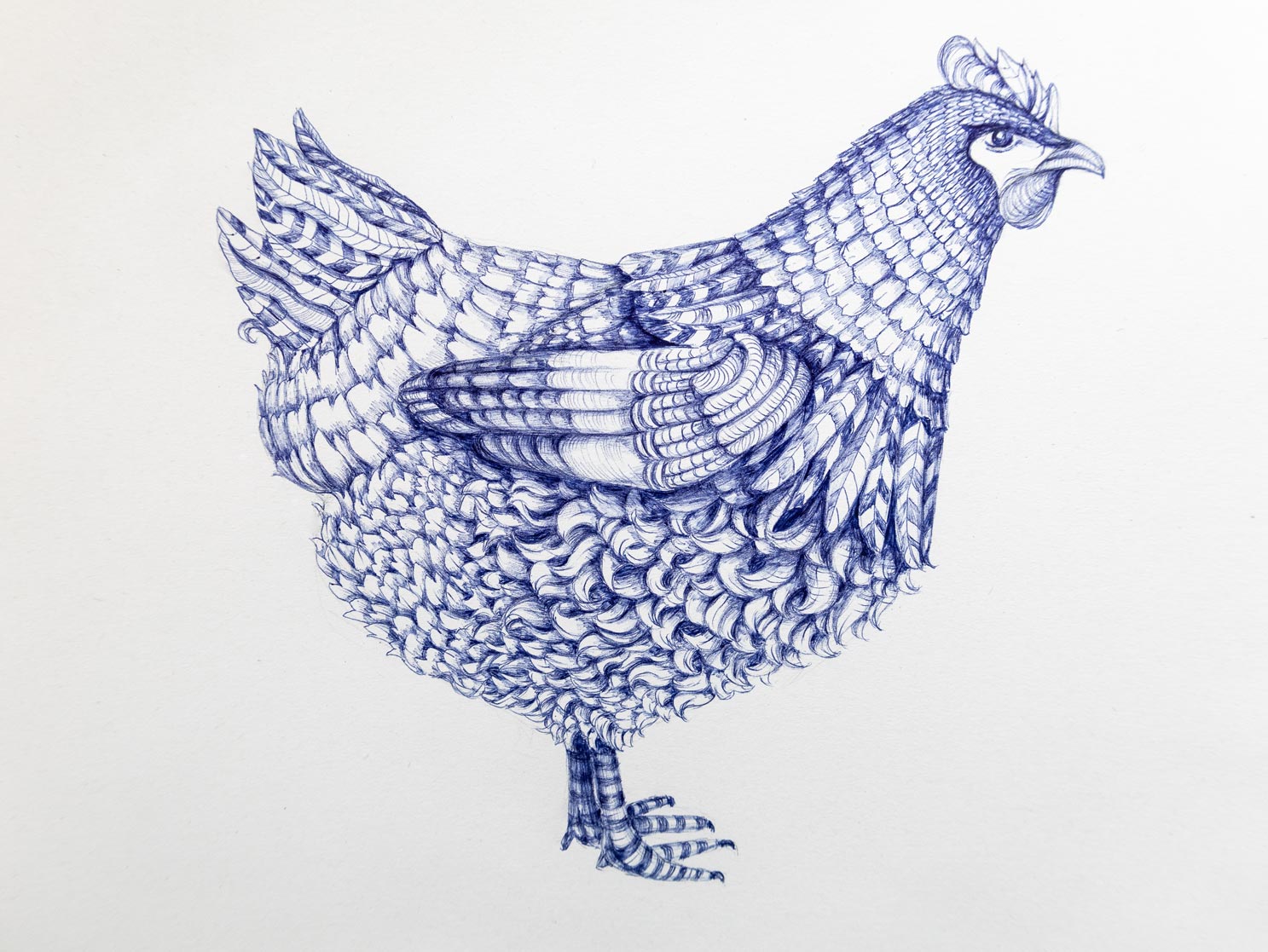 Kullitiere, Huhn, Illustration, Zeichnung, detail, Henne, Gock, Kugelschreiber, blau, Federkleid, Federn, 