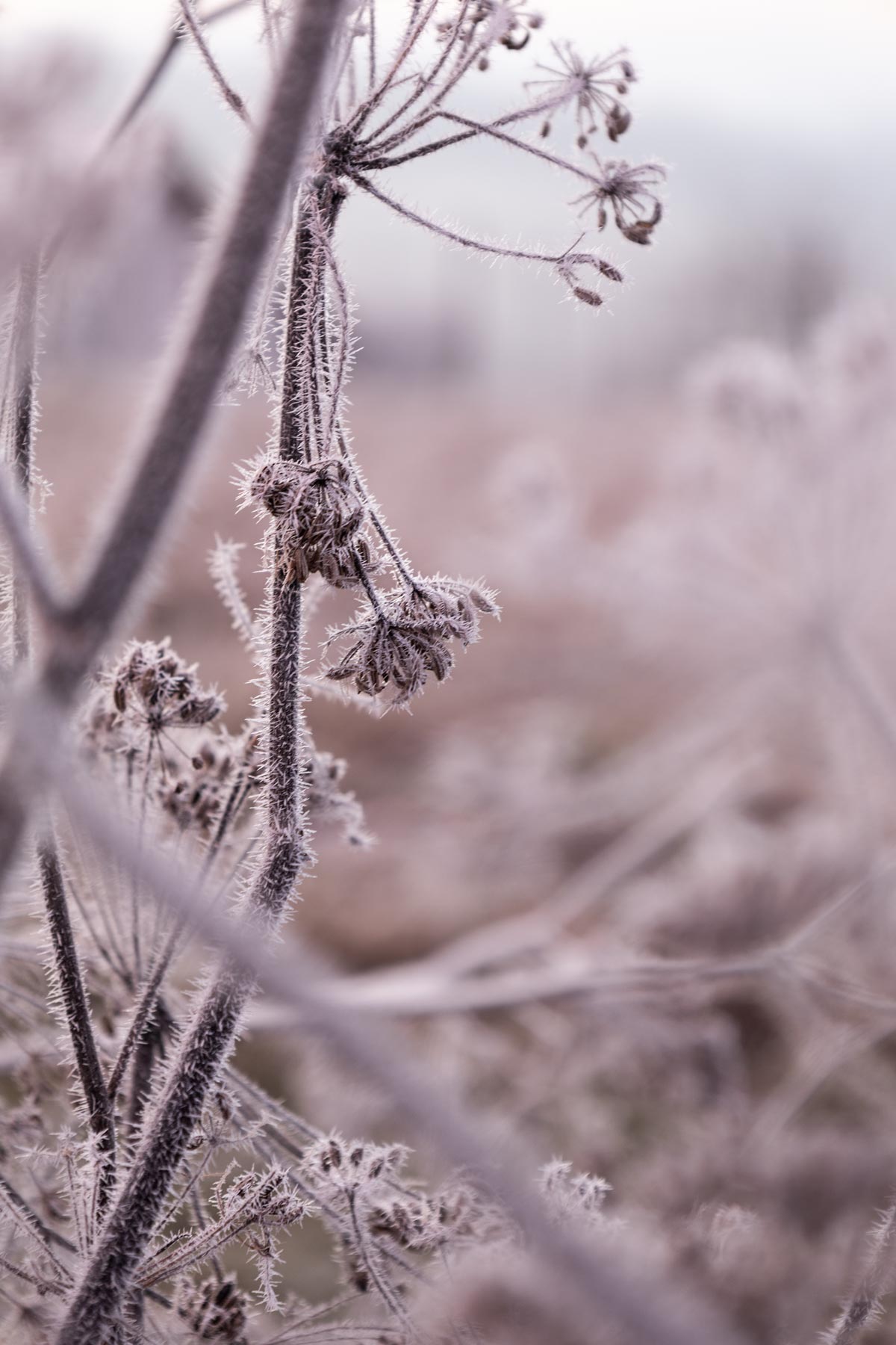 Landschaftsfotografie, Naturfotograf, wilde Karotte, Kräuter, Winter, Frost, Natur, Sonnenaufgang