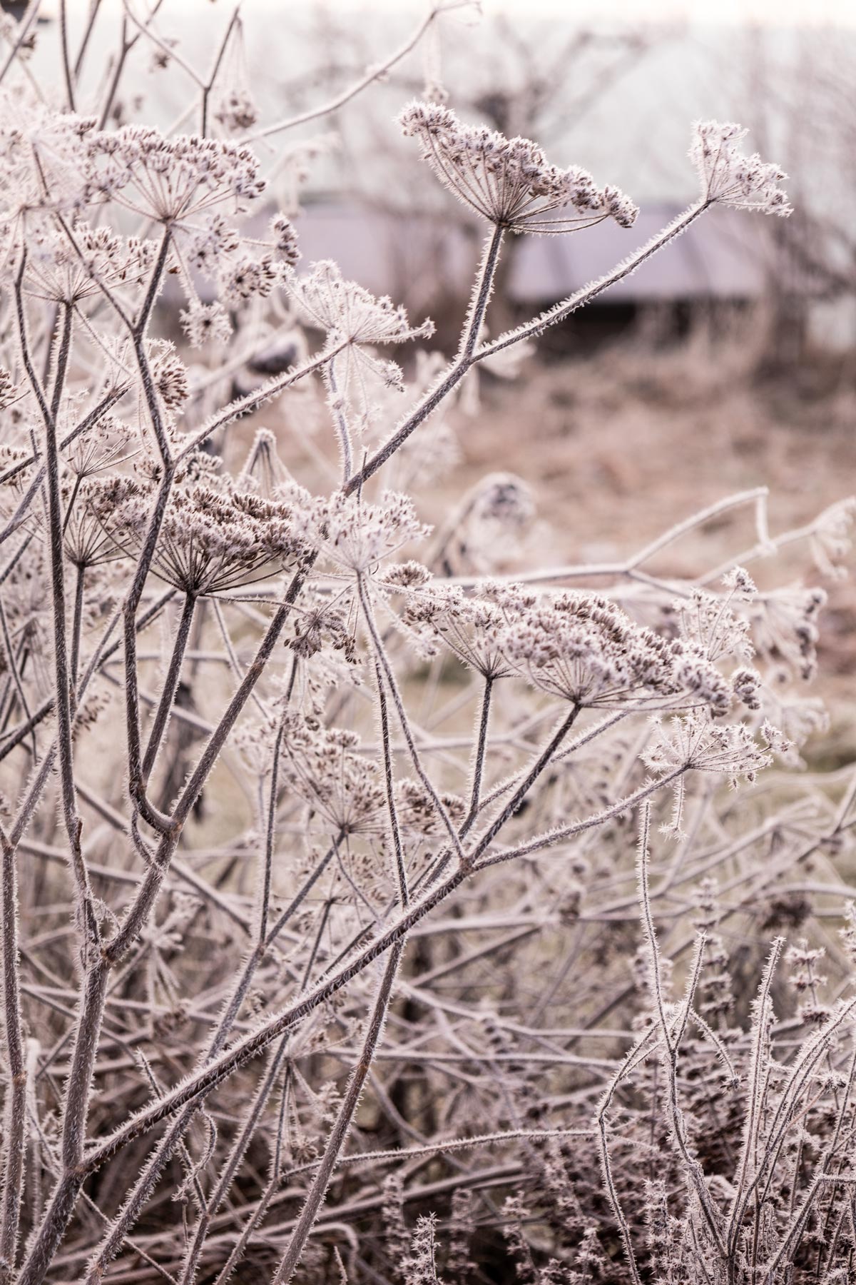 Landschaftsfotografie, Naturfotograf, wilde Karotte, Kräuter, Winter, Frost, Natur, Sonnenaufgang, Dolde, Mood