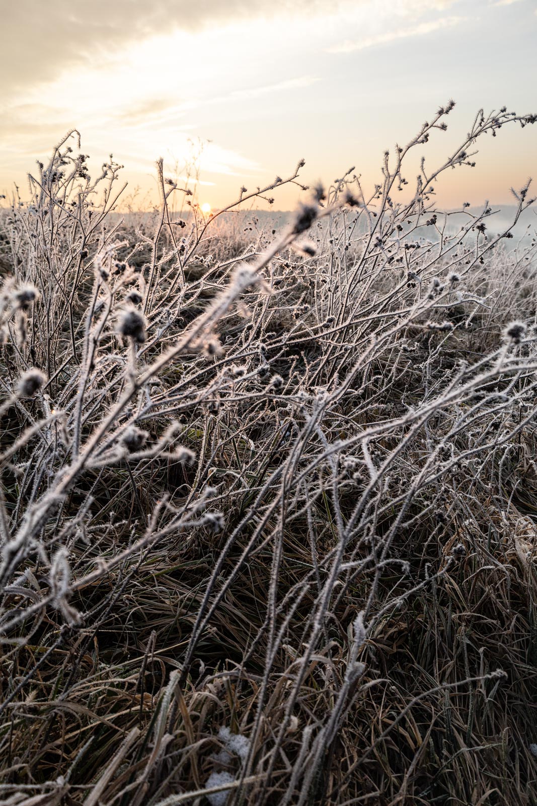 Landschaftsfotografie, Naturfotograf, wilde Karotte, Kräuter, Winter, Frost, Natur, Sonnenaufgang
