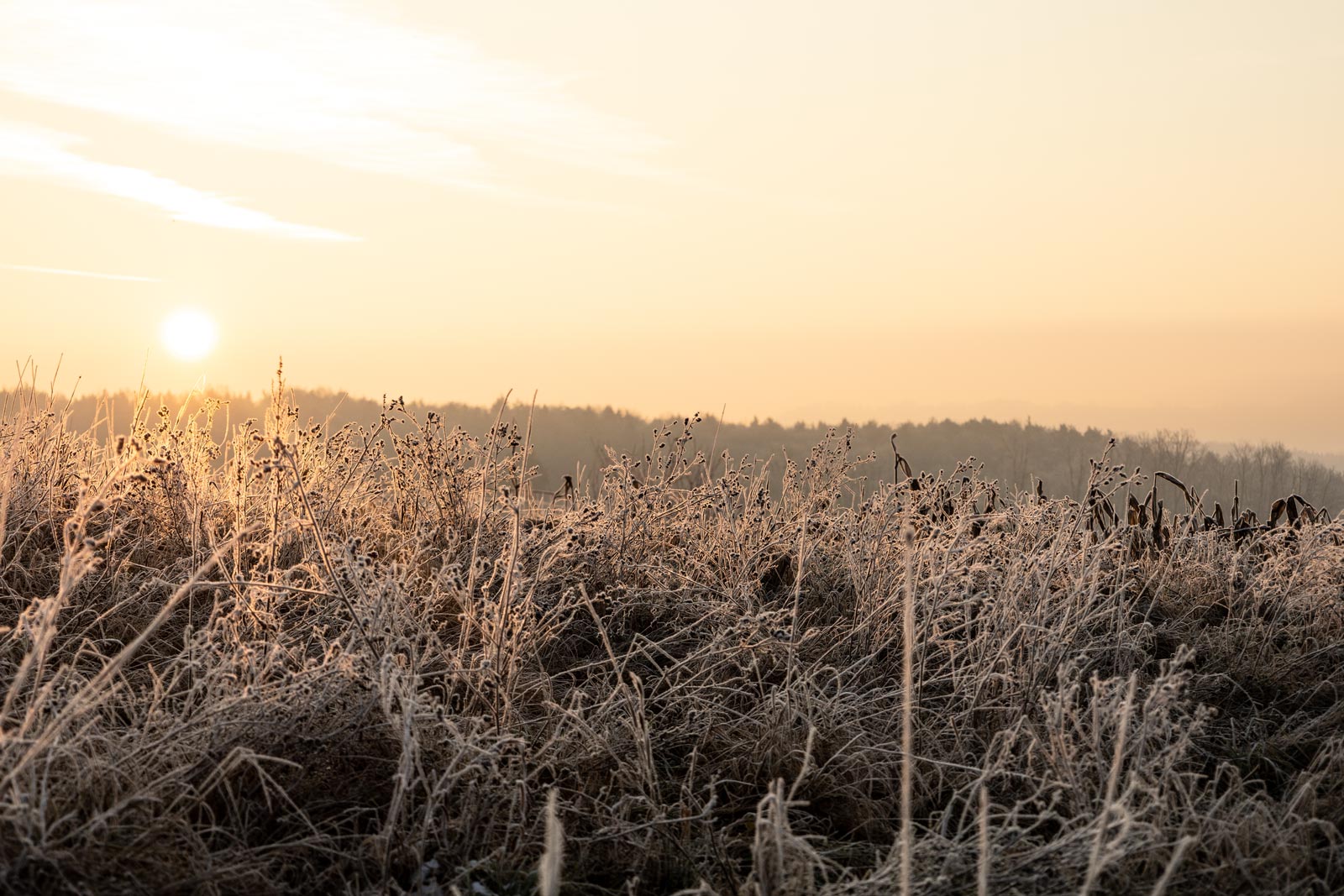 Landschaftsfotografie, Naturfotograf, wilde Karotte, Kräuter, Winter, Frost, Natur, Sonnenaufgang, Dolde, Mood, Landschaft