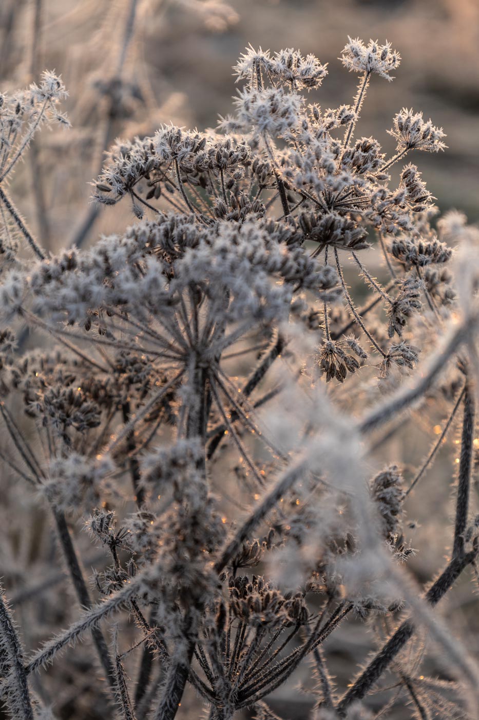 Landschaftsfotografie, Naturfotograf, wilde Karotte, Kräuter, Winter, Frost, Natur, Sonnenaufgang, Dolde, Food