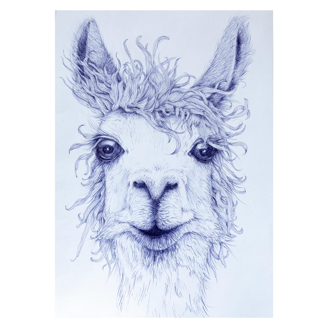 kullizeichnung, Illustration, ballpenart, Tier-Illustration, Zeichnung, Stift & Papier, Karten, Geburtstagskarte, Alpaca, 